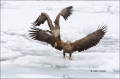 White-tailed-Eagle;White-tailed-Sea-Eagle;Sea-Eagle;Haliaeetus-albicilla;Japan;S